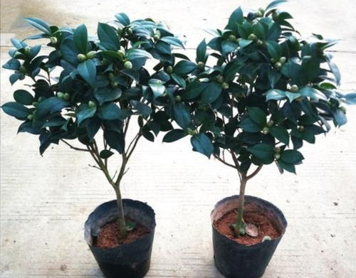 茶花育蕾期和生长期分别如何施肥浇水