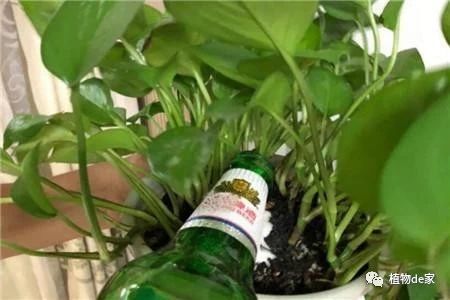 水培地瓜缺光缺肥，为何叶子迟迟不长
