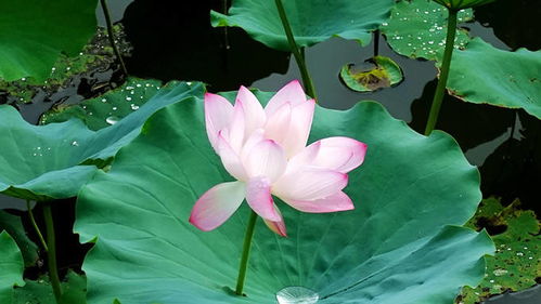 夏天移植，合适不合适？