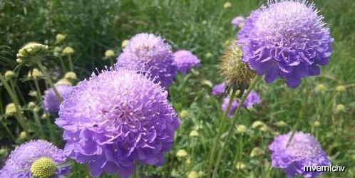 耐寒耐旱，提取精油两不误