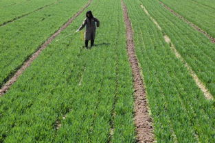 封闭式除草剂， 听起来就高级