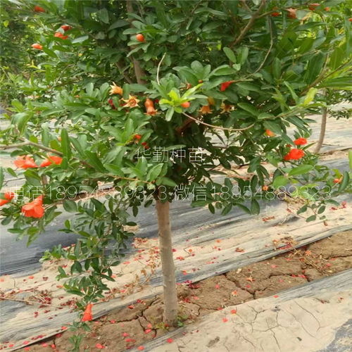 种植技术影响价格