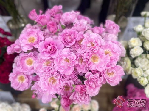 中国心， 中国风，中国造