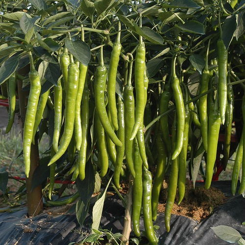 踩过的坑， 挖到的干货