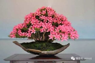 杜鹃花全光照育苗法：利用全光照技术培育杜鹃花幼苗的方法