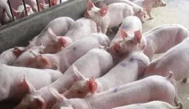 生猪拒食疑因霉变饲料，需及时排查