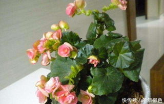 夏季养护，遮荫是关键