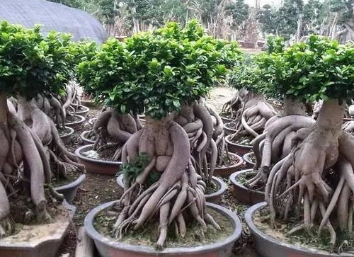 注意事项：养盆景的小秘密