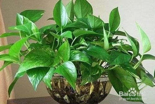 净化空气盆栽植物种什么好？适合大厅的有哪些