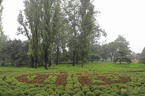 花坛花镜的布置