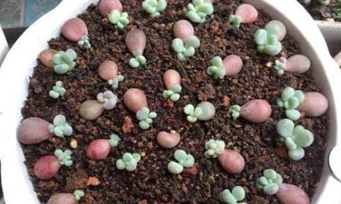 生石花盆栽选购指南，养出美美多肉！