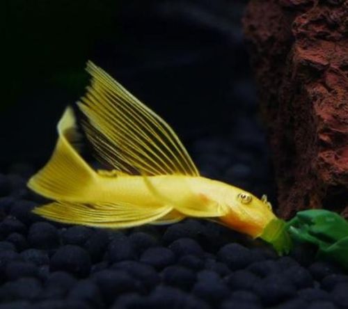 鱼饲料真的有专门针对淡水鱼和海水鱼的区分吗？新手选购时如何避免踩坑？