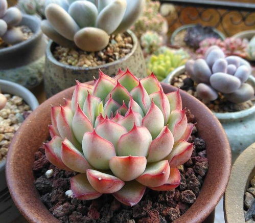 老桩造型秘籍：发现叶片透明化水时