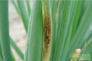 大葱根部病害防治：如何防范病害发生？