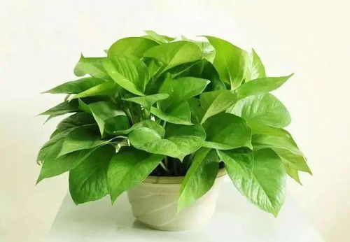 室内养绿萝，这样养护更茂盛