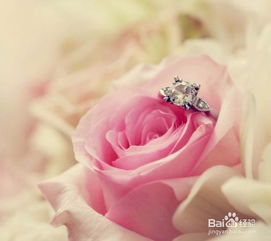 粉佳人玫瑰的花语