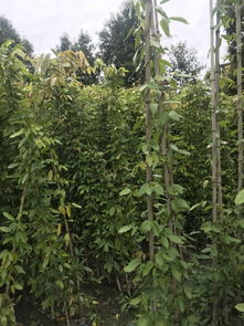 油麻藤种植的蕞佳时间