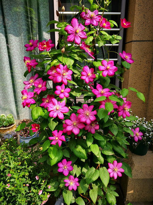 铁线莲：北方冬季的芳香使者