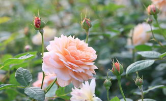 月季花施肥时机：早还是晚？