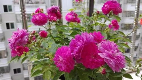 初夜月季：红色花朵， 糖水香味