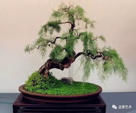 盆景造型用铁丝，如何巧妙拆分