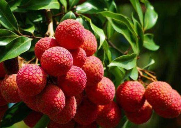 荔枝果期病虫害防治的重要性