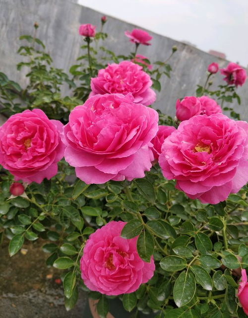 伊芙繁华dou市月季：芍药香