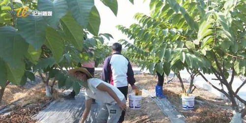 甲米安雅维的成分及特点