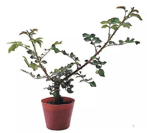 玫瑰花苗如何进行科学的养护管理，才能使其茁壮成长并开出美丽的花朵