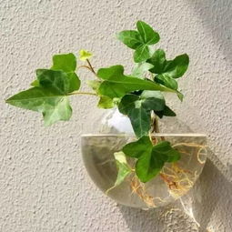 水培绿植好养活的有哪些？这7种绿植简单易养