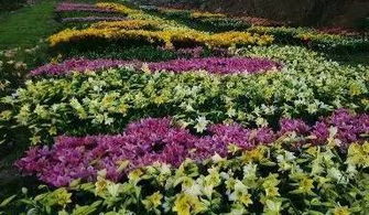 花海盛景，持续多久成谜