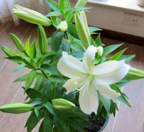 吊兰花怎么养才能花开爆盆？