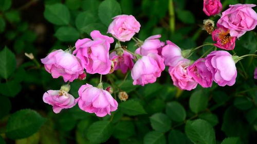夏天月季花的浇水之道