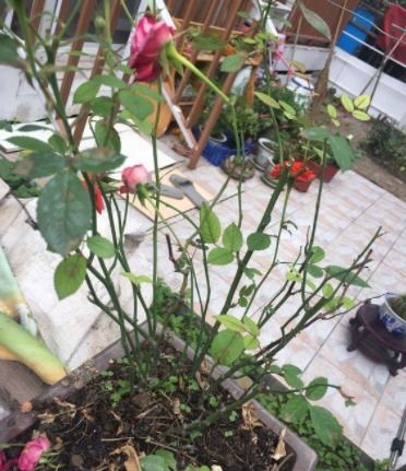 停止施肥2.光杆的月季主要原因是没有蒸腾作用， suo以根部水分需求也减少hen多，suo以盆土一定要Zuo好控水，减少浇水，不干不浇，浇则浇透，浇水前用手掂一盆...