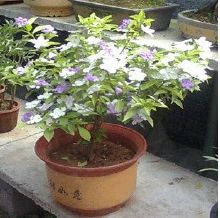 茉莉花适合在室内养殖吗？有哪些注意事项和养殖方法