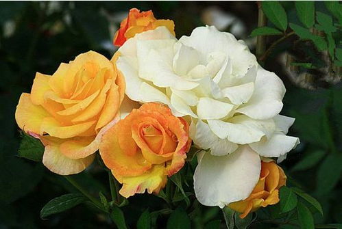 一、 白色惊喜月季的简介