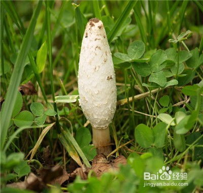 野生菌农药保存之谜