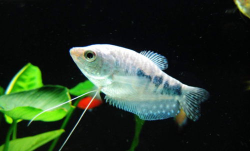 施用农药， 有技巧