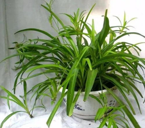 千叶吊兰叶子干枯急救攻略！