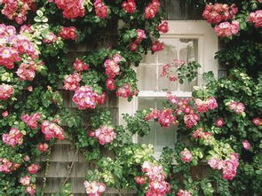 教育部《校园文化建设纲要》