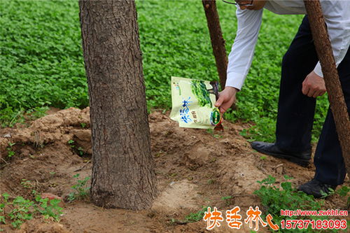 刚移栽的树浇生根水合适吗？需要频繁浇水吗？