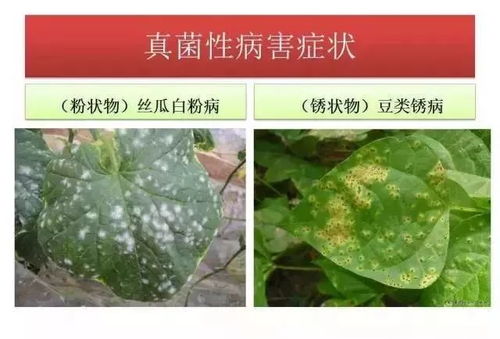 一、菌核净：蔬果守护神，病害克星！