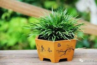 菖蒲：防疫驱邪灵草