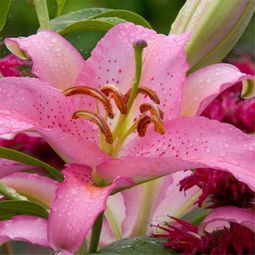 揭秘百合不开花之谜：探索其生长奥秘！