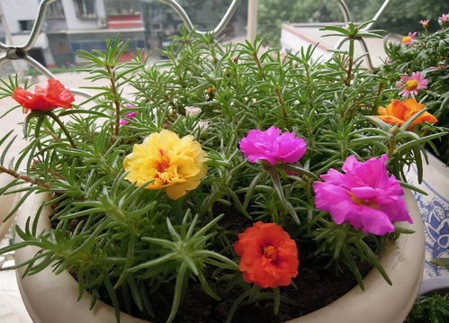 太阳花与木槿花