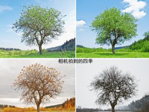 冬天的色彩：静谧寒冷