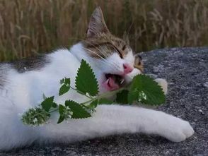 猫薄荷刚发芽，如何把握浇水时机
