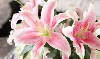 香水百合花语，你知道它代表着纯洁与高贵吗