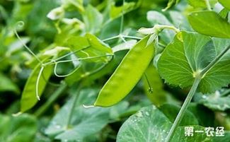 一、 初识爬山虎：植物特性与生长环境