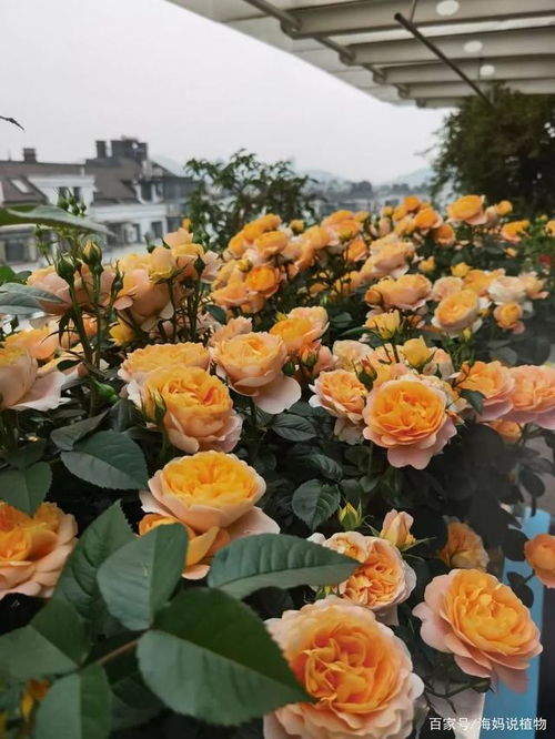 甜蜜马车月季：浓香型月季的代表